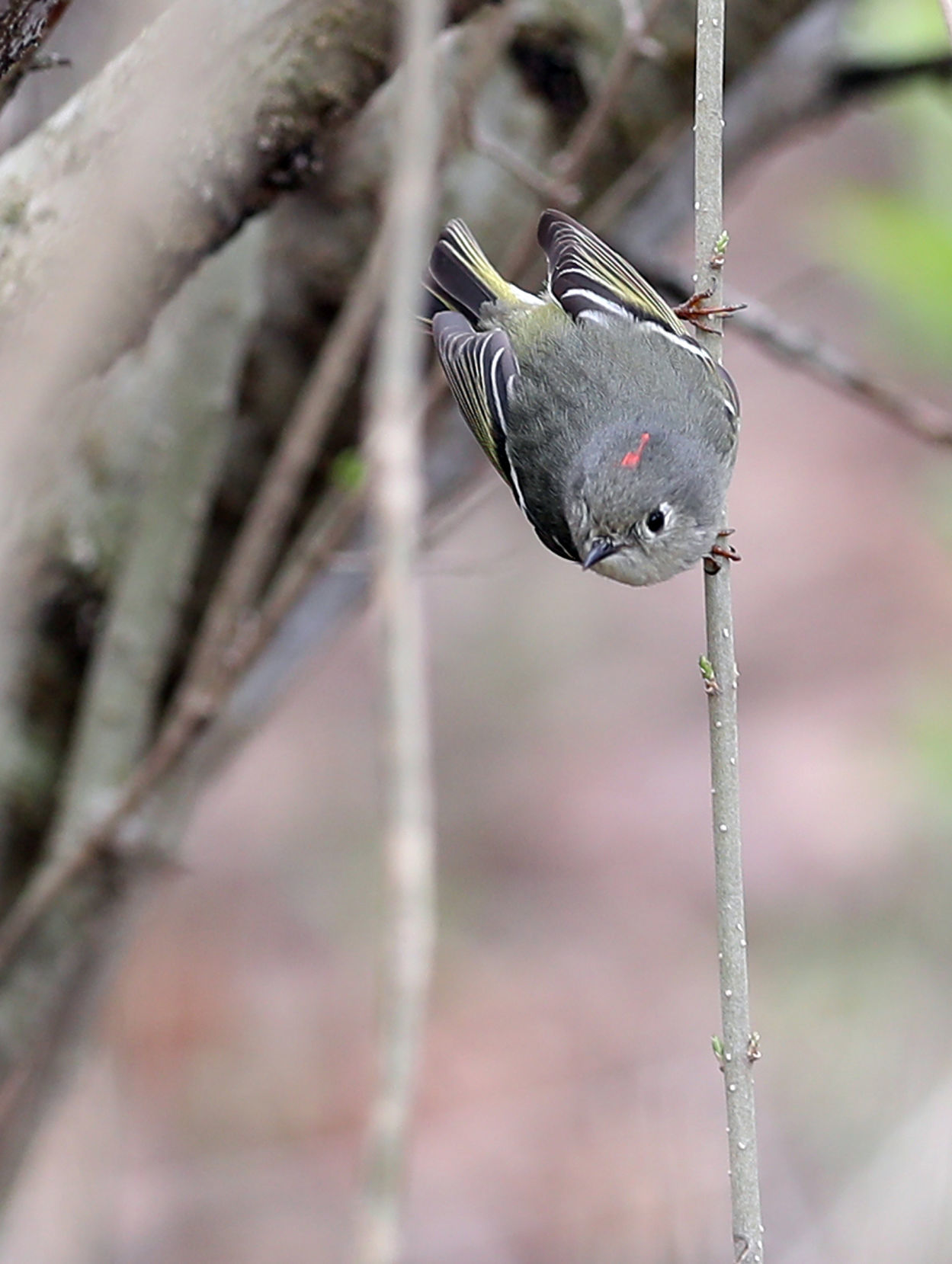 042420bp-ruby-crowned-kinglet-2